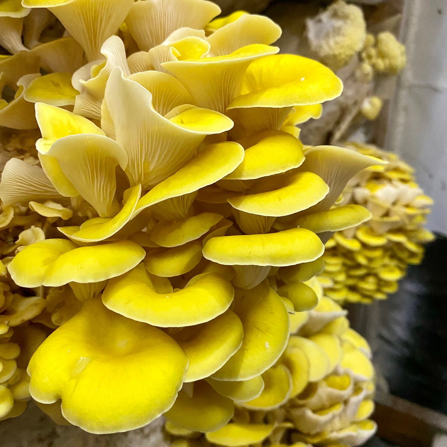 Golden Oyster Mushroom - PICKUP AND LOCAL DELIVERY ONLY