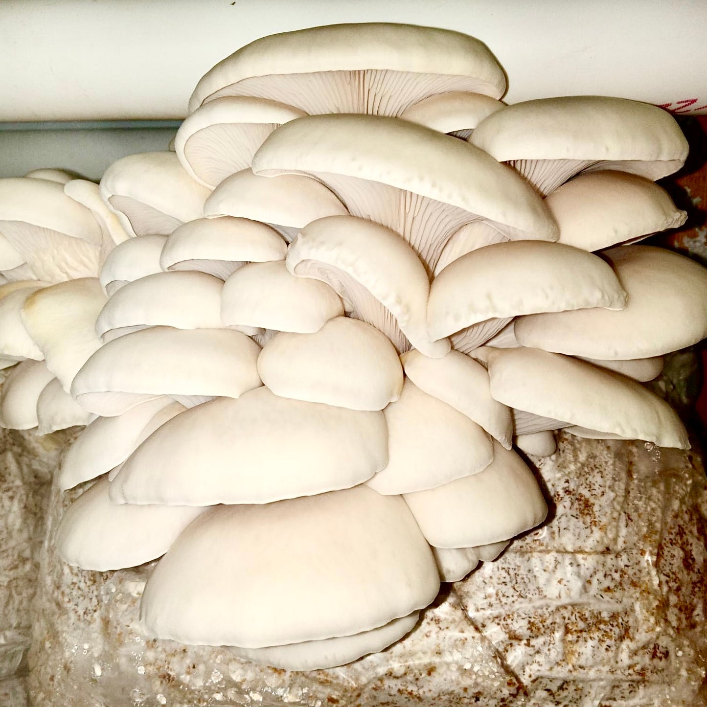Halloween Oyster Mushroom- PICKUP AND LOCAL DELIVERY ONLY