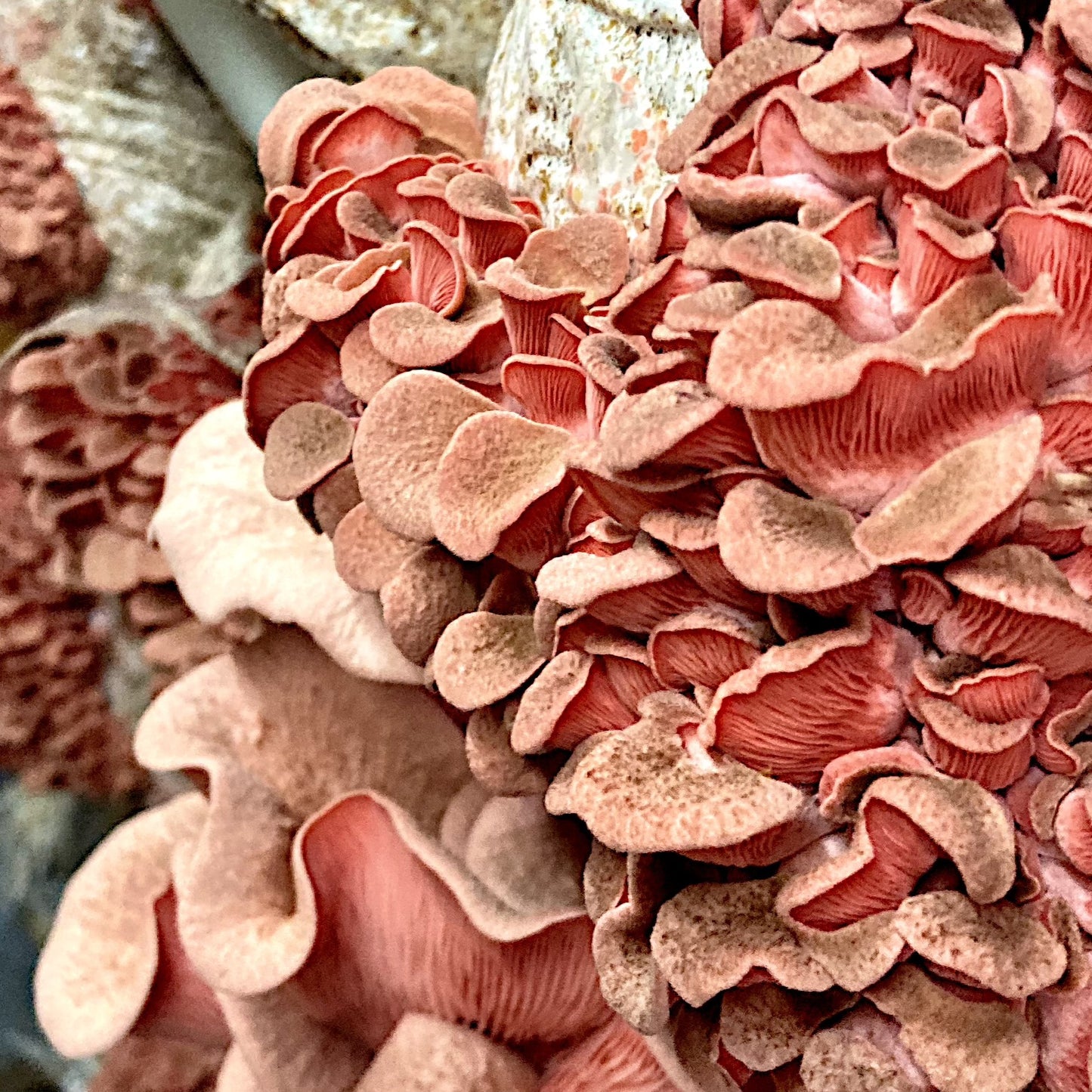 Pink Oyster Mushroom - PICKUP AND LOCAL DELIVERY ONLY