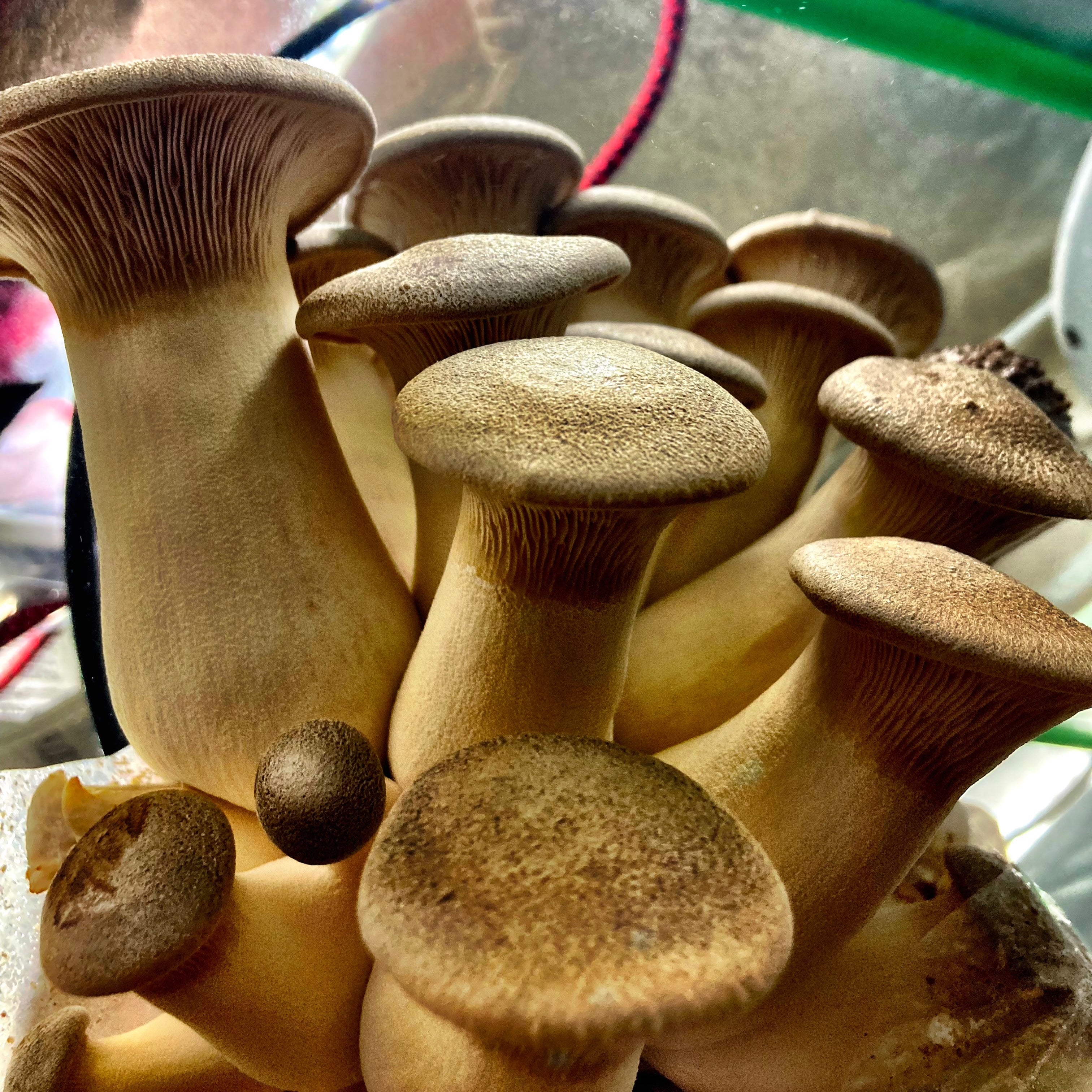 King Trumpet Mushroom PICKUP AND LOCAL DELIVERY ONLY Amour Mushrooms king-trumpet-mushroom-pickup-and-local-delivery-only-amour-mushrooms