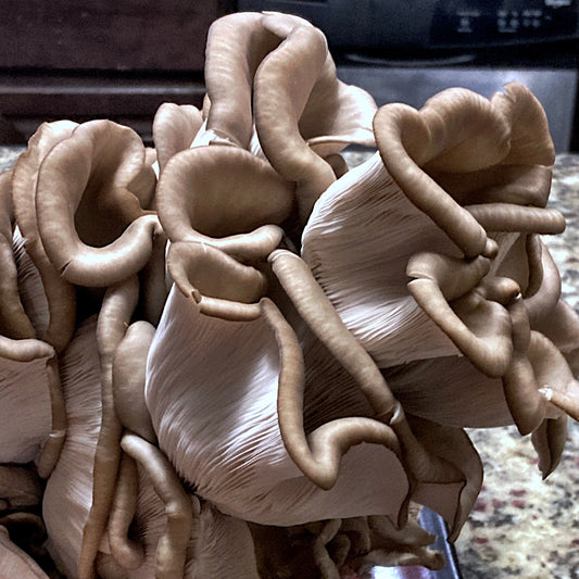 King Blue Oyster Mushroom - PICKUP AND LOCAL DELIVERY ONLY