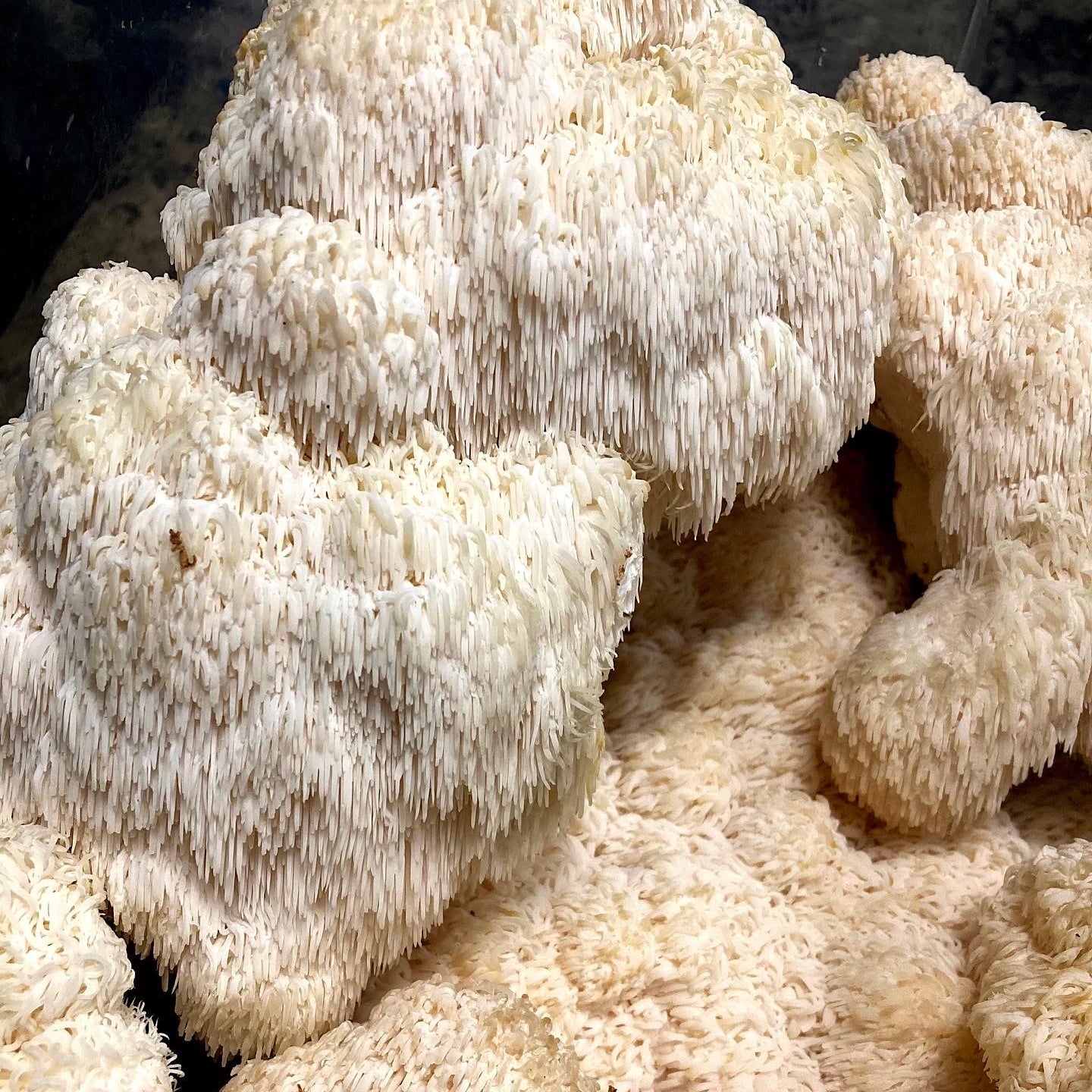Lion's Mane - PICKUP AND LOCAL DELIVERY ONLY