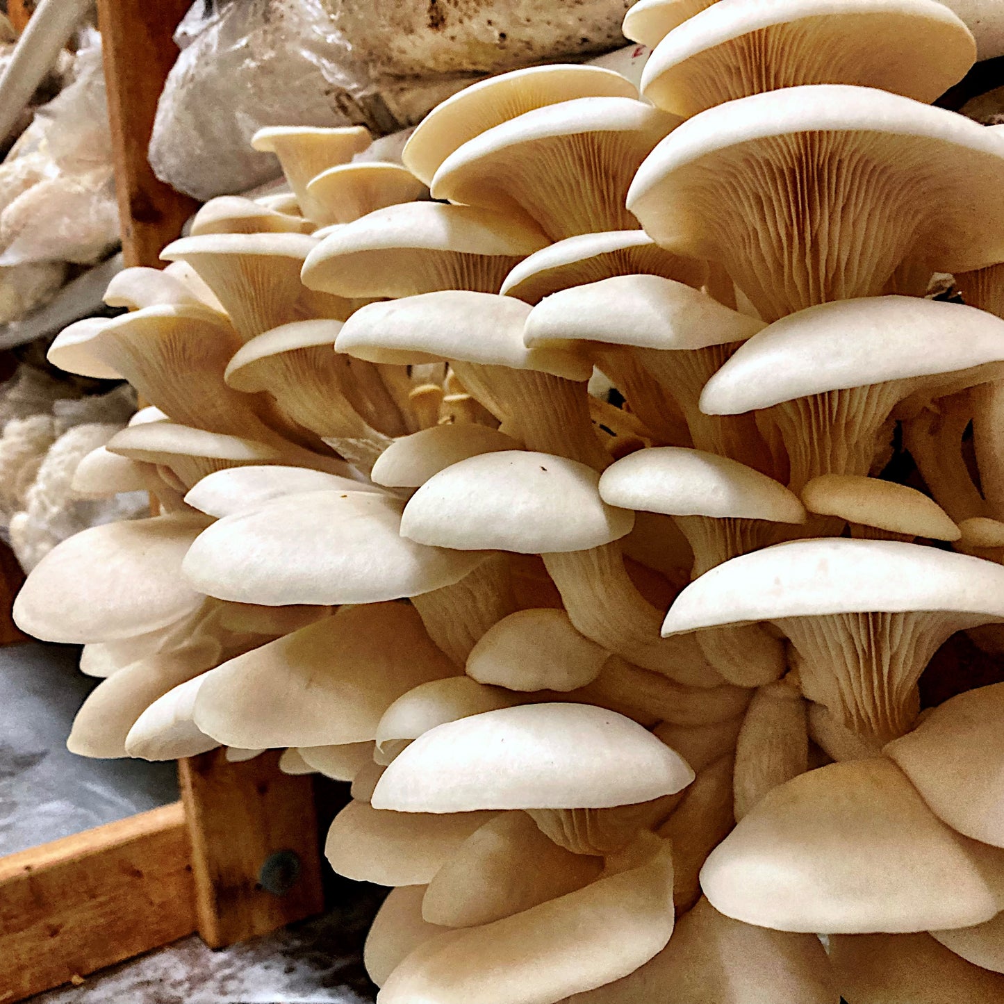 Pearl Oyster Mushroom - PICKUP/ DELIVERY ONLY